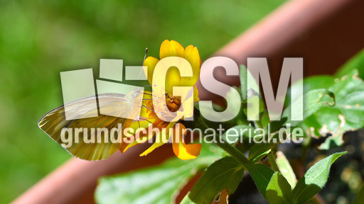 Kleiner Kohlweißling (8).jpg